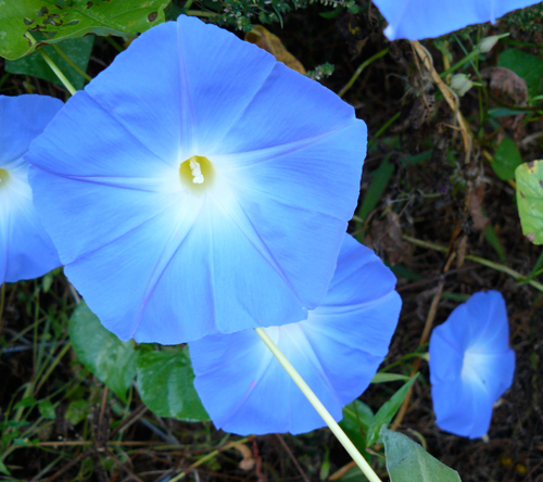 Blue morning glories