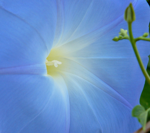 Center of blue morning glory