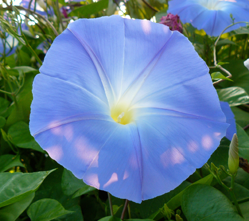 Blue morning glory with sun on it