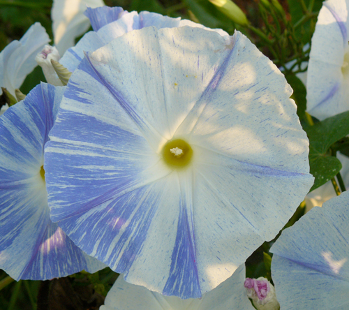 white and blue morning glory, denim