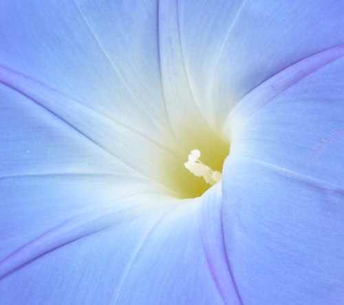 Center of a blue morning glory