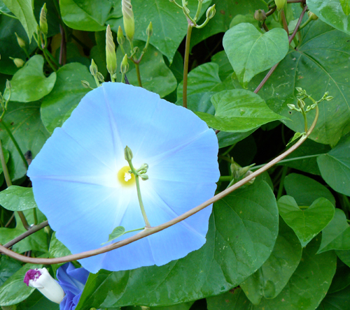 Pale blue morning glory
