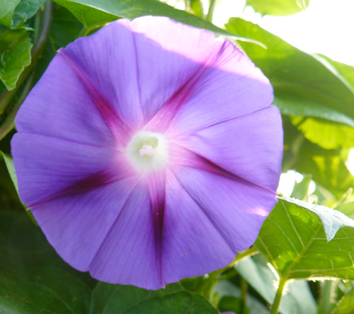 Purple morning glory