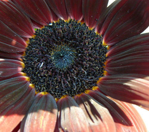 Brown sunflower