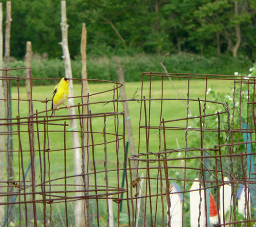 Goldfinch on tomato cage