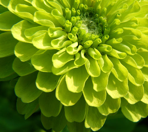 Green zinnia