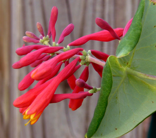 Honeysuckle