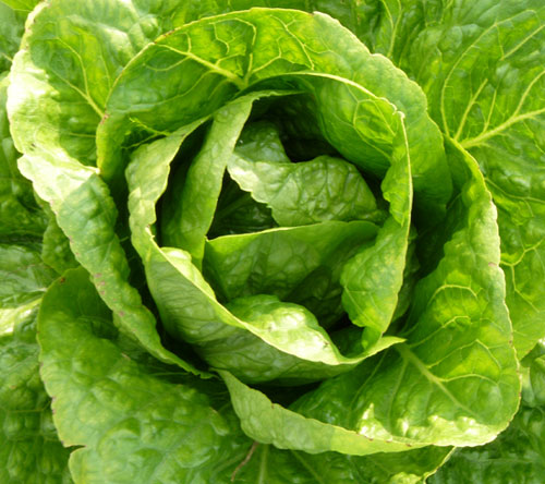 Lettuce