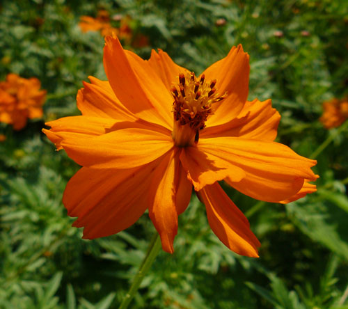 Orange cosmos