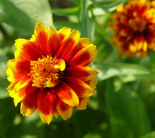 Orange and yellow flowers