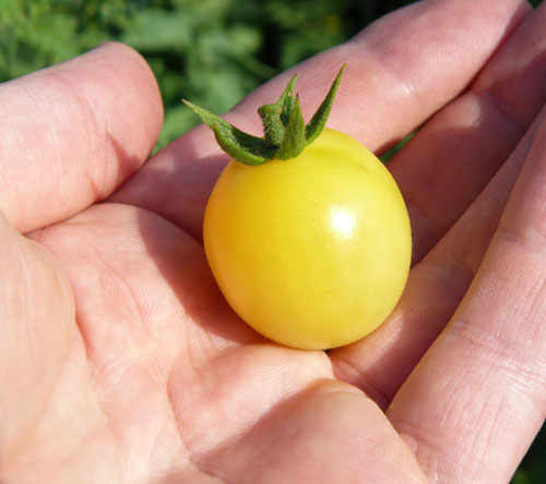 Little white tomato