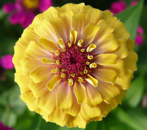 Yellow zinnia