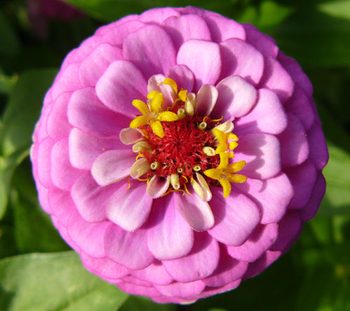 Pink zinnia