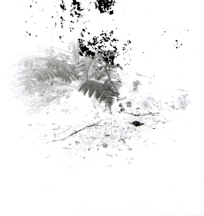 Fern pinhole camera negative