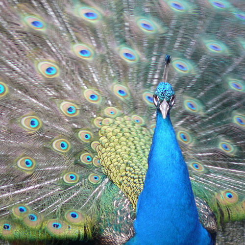 male peacock